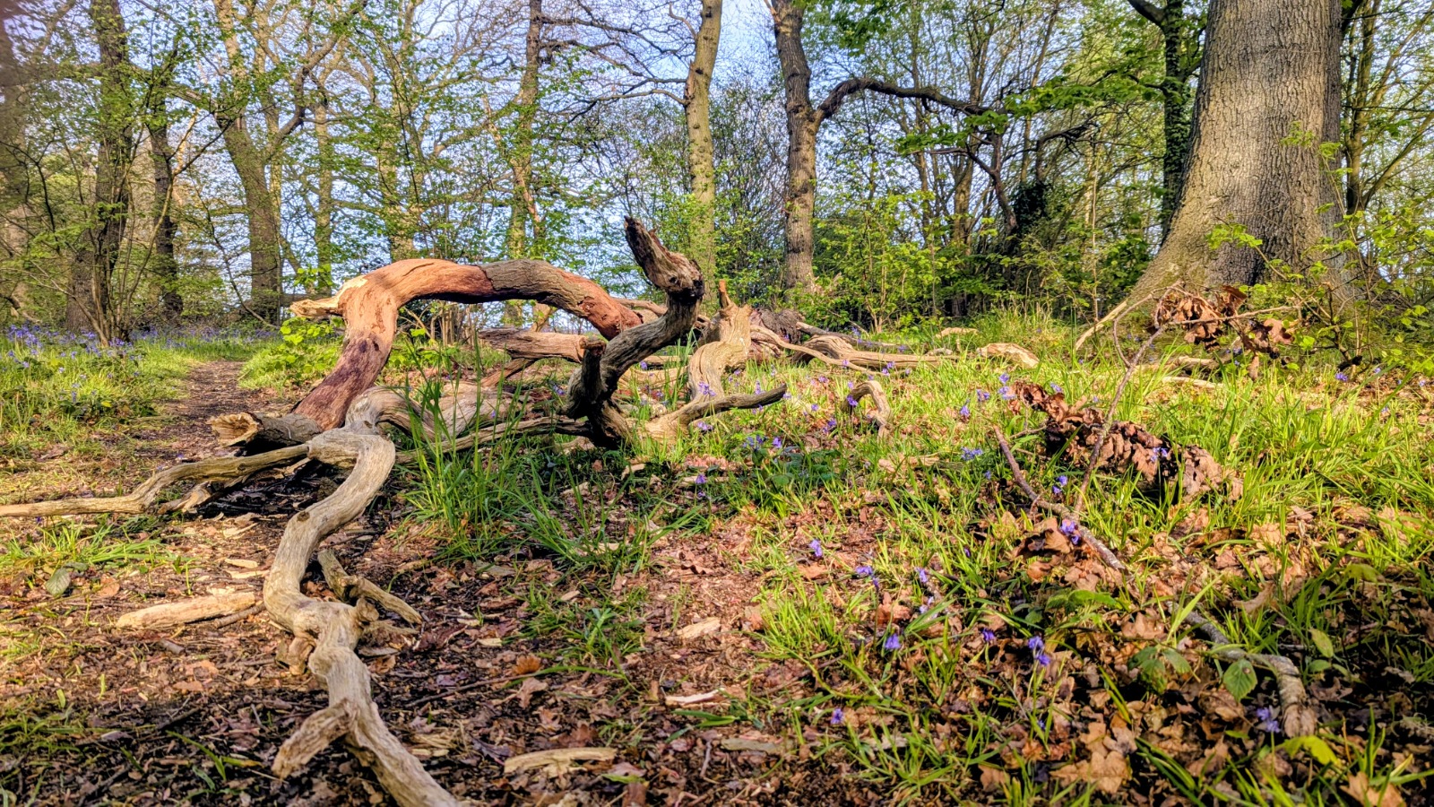 The Power of Perspective: What a Fallen Tree in the Woods Taught Me About Cancer Support
